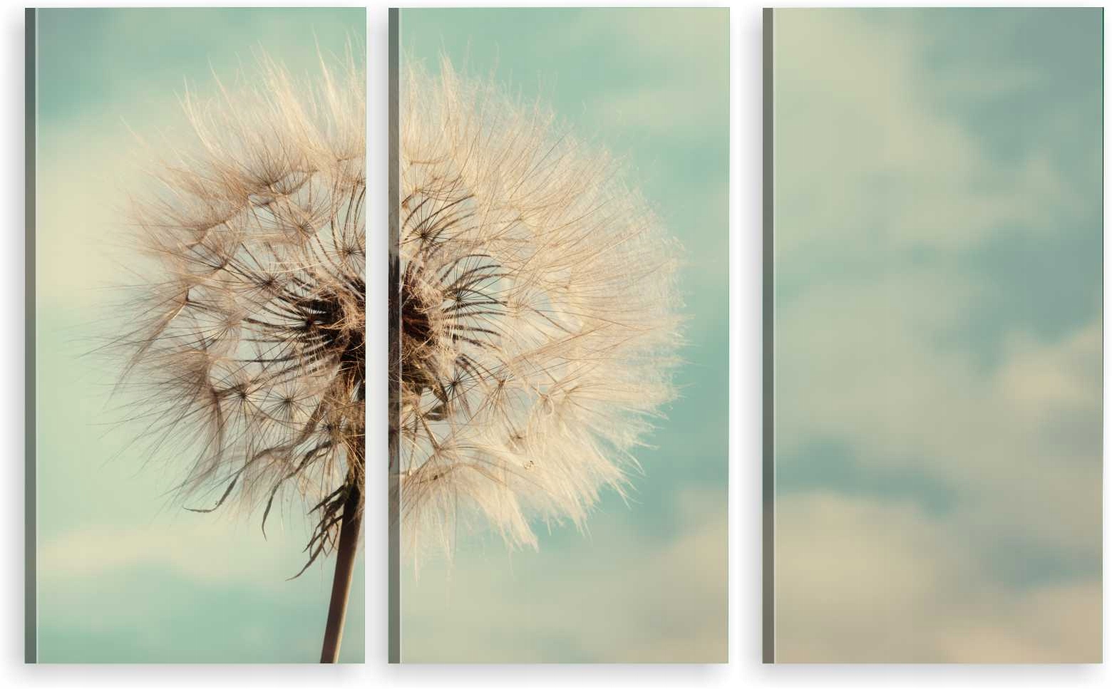 

Tryptyk Obraz Na Ścianę Dmuchawiec 980 Wzorów