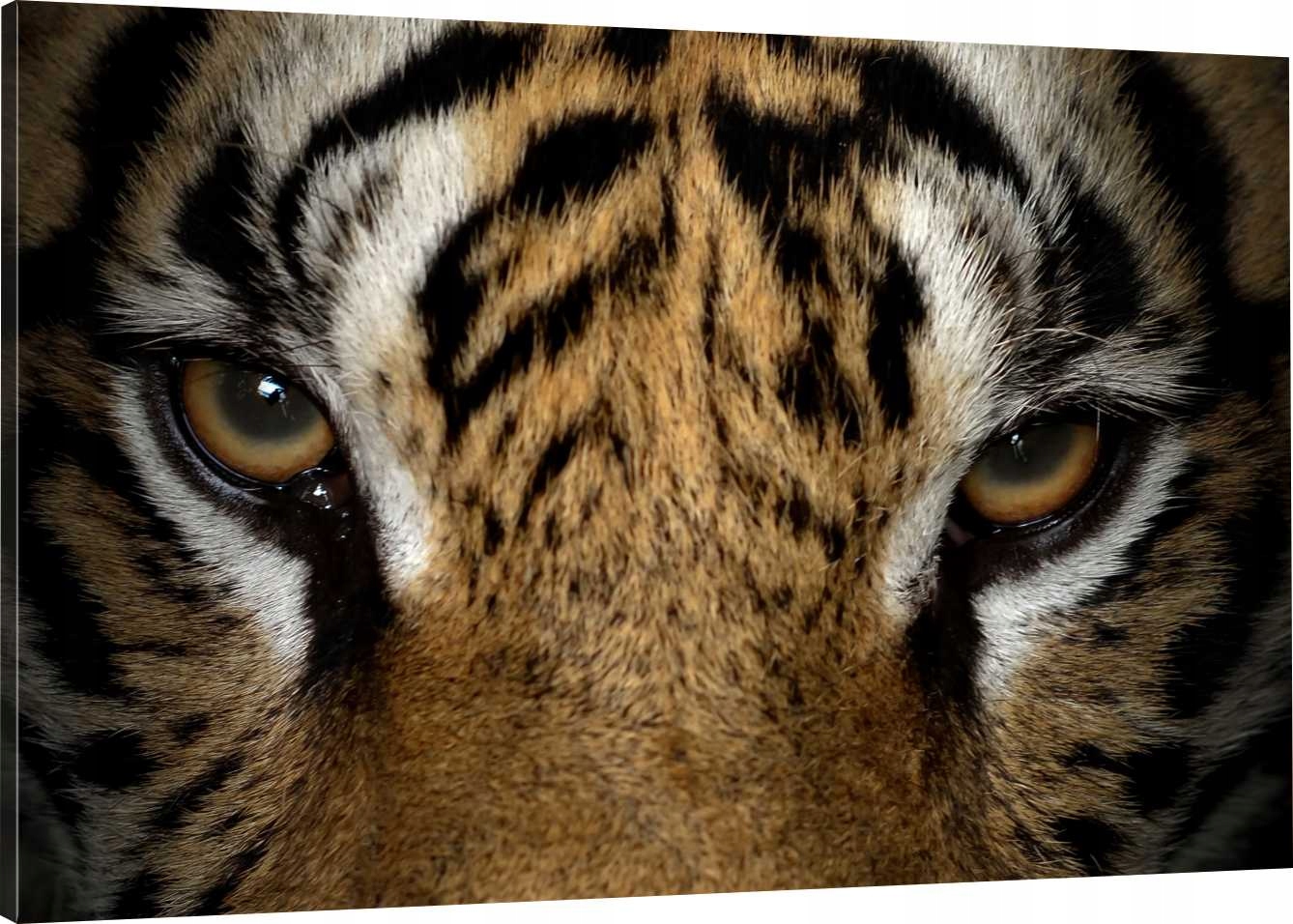 

Obraz Na Płótnie Tygrys Wzrok 70x50 800 Wzorów