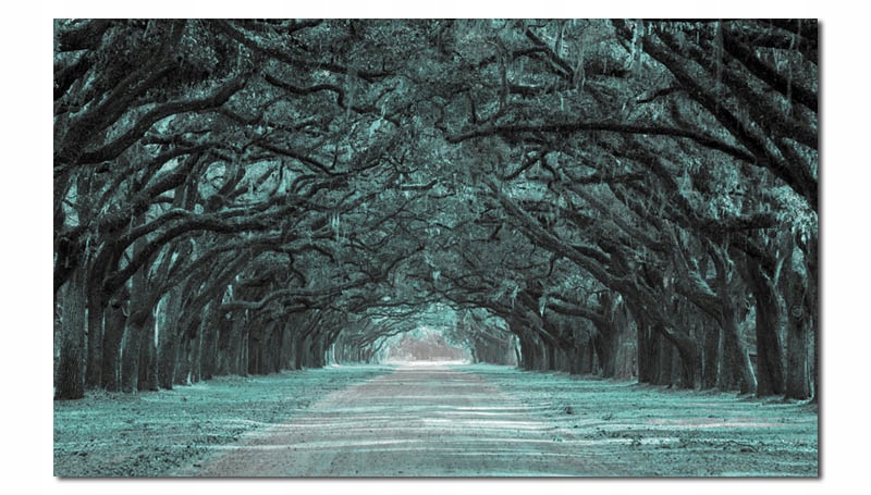 obraz ALEJA 1 miętowa - na płótnie las drzewa