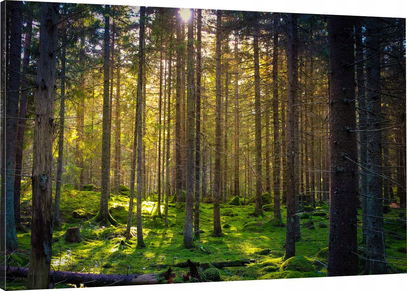 

Obraz Na Płótnie Las Mech Natura 90x60 980 Wzorów
