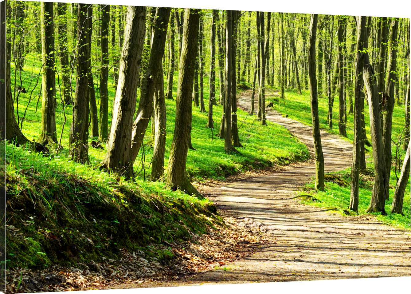 

Obraz Na Płótnie Dróżka Las 90x60 980 Wzorów