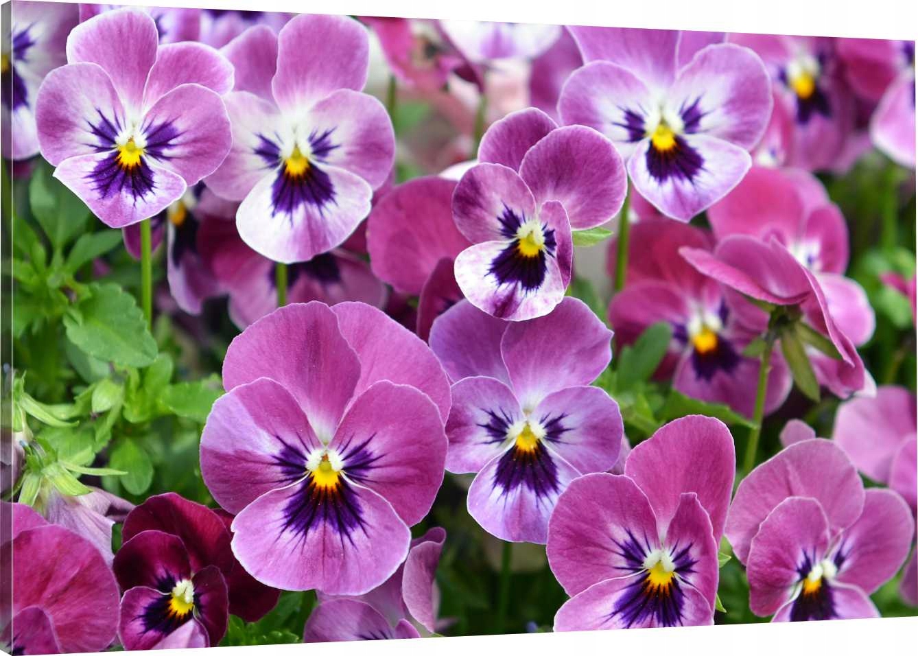 

Obraz Na Płótnie Fioletowe Kwiaty 90x60 800 Wzorów