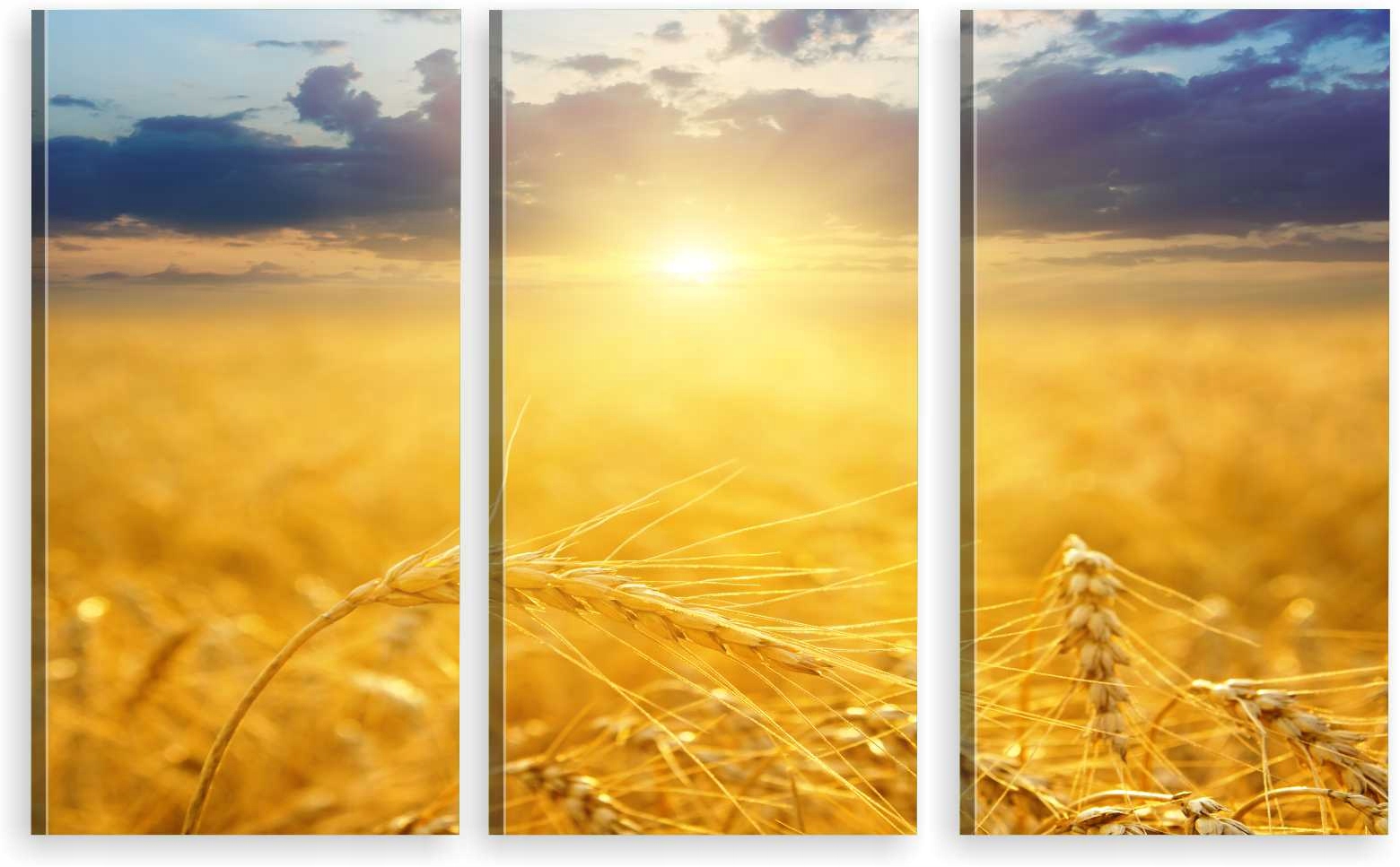 

Tryptyk Obraz Na Ścianę Zboże Słońce 800 Wzorów