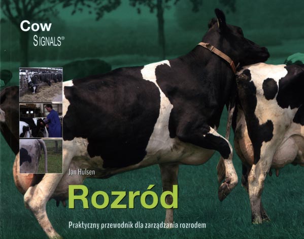 Rozród bydła krów praktyczny przewodnik