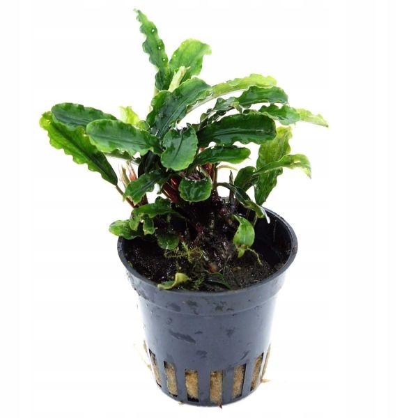 Bucephalandra green velvet KOSZYK akwa_fan