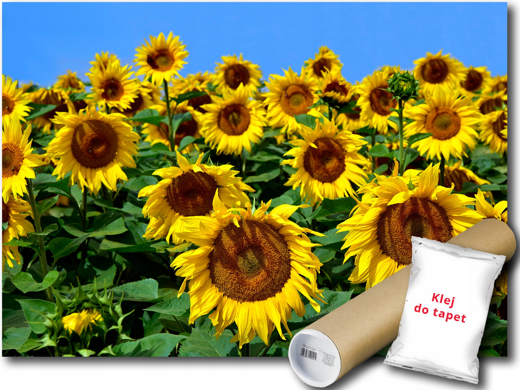 Fototapeta Slnečnice 9E F2XL 312x219 F12602