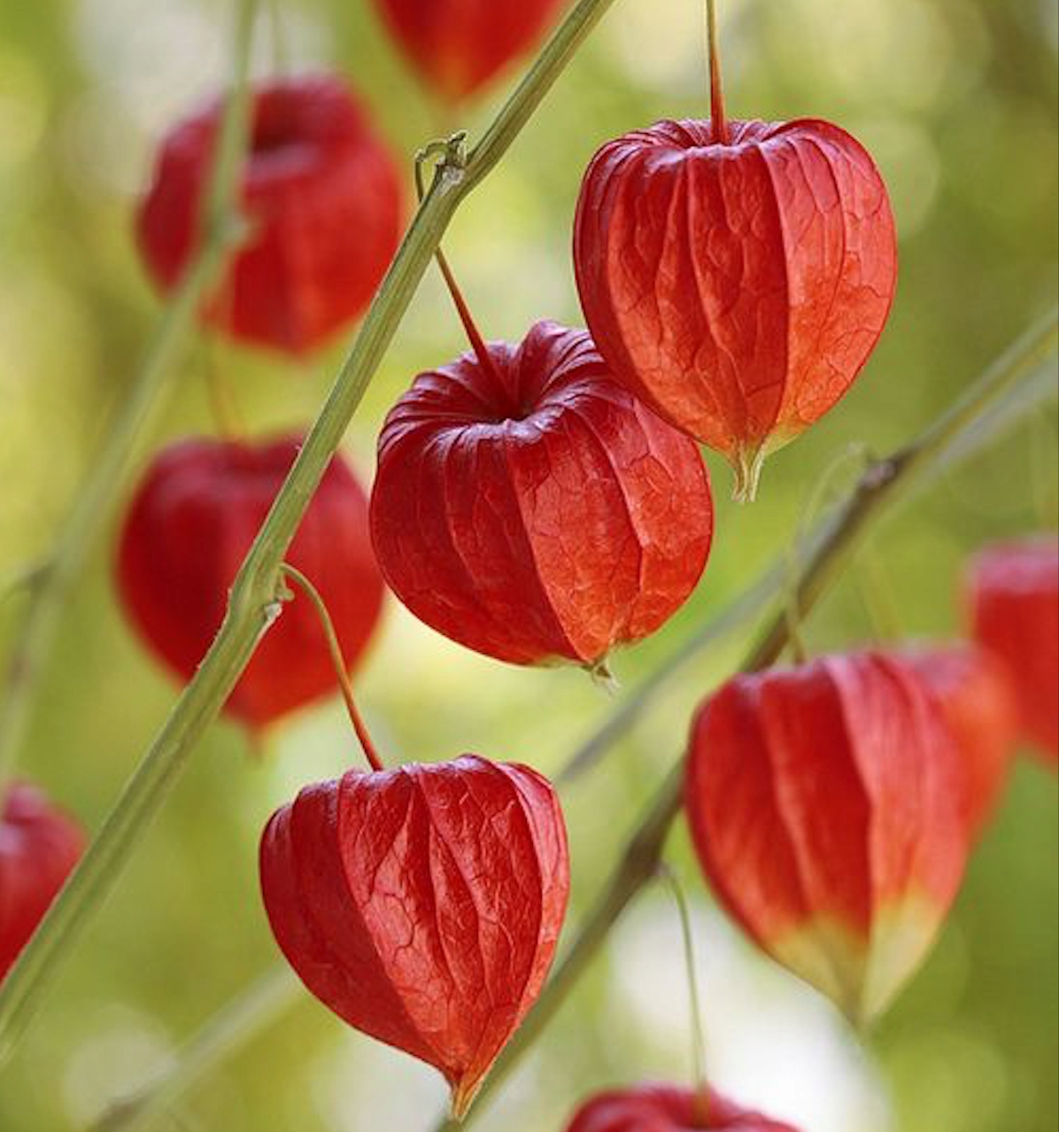 цветы физалис. физалис паслёновые. цветы физалис. физалис паслёновые. физалиса ягоды.