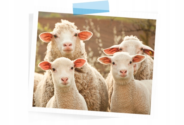 COMPO BIO NAWÓZ DO POMIDORÓW OGÓRKÓW PAPRYKI DYNI Producent Compo