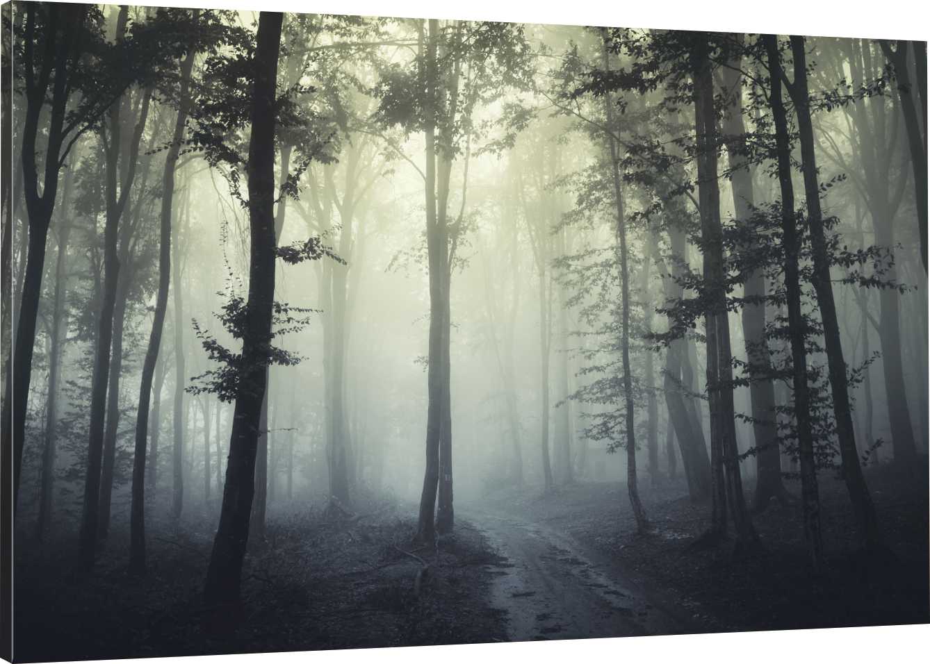 

Obraz Na Płótnie Mroczny Las Mgła 70x50 980 Wz