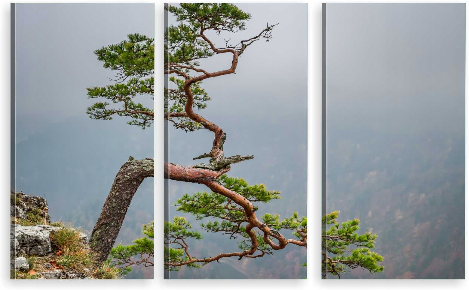 

Tryptyk Obraz Na Ścianę Sokolica Pieniny 980 Wz