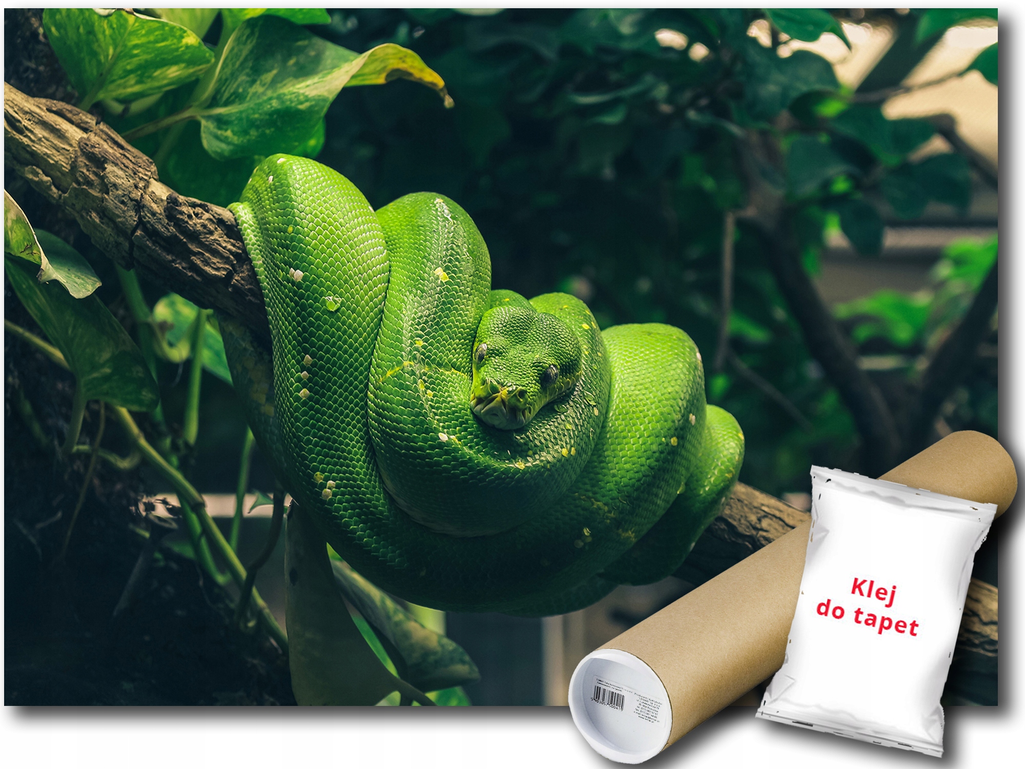 

Fototapeta Zielony Wąż 12C Fm 104x70,5 F13002