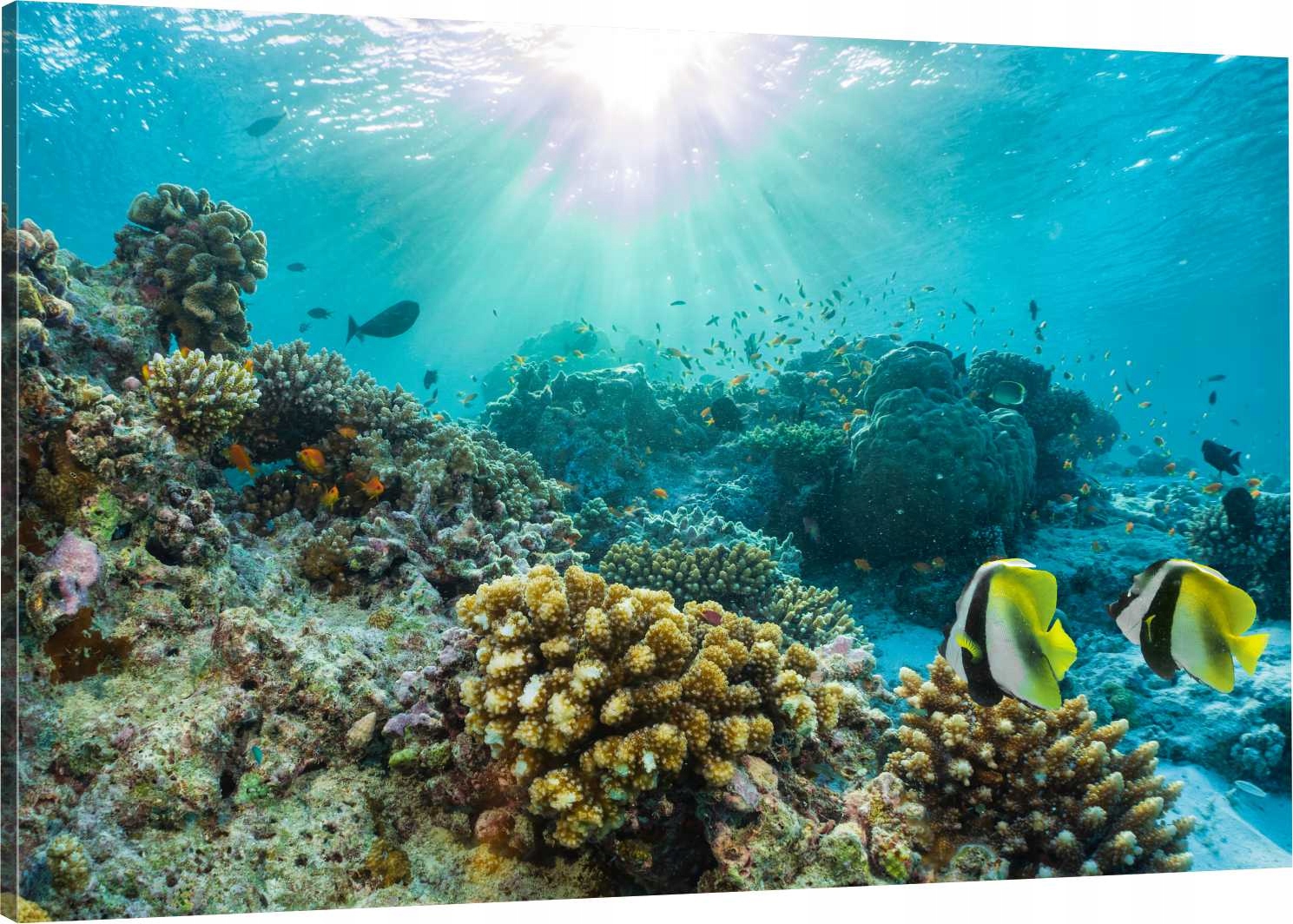 

Obraz Na Płótnie Do Salonu Rafa Koralowa 100x70