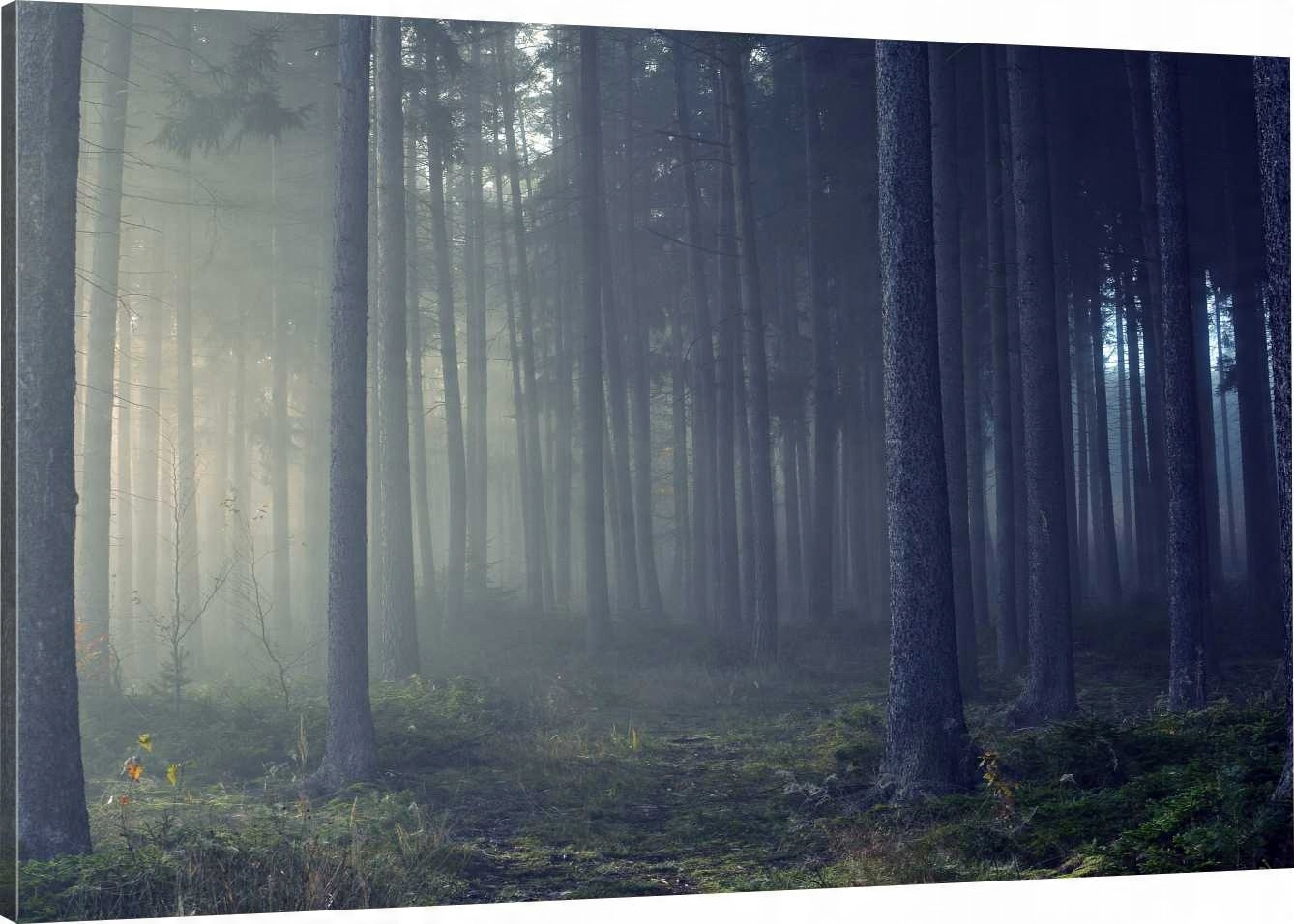 

Obraz Na Płótnie Las Mgła Natura 90x60 980 Wzorów