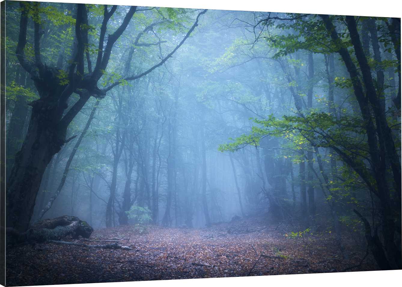 

Obraz Na Płótnie Las Mgła Zmrok 120x80 980 Wzorów