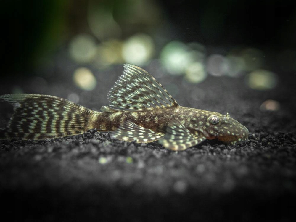 Glonojad niebieski WELONIASTY - Ancistrus sp. longfin 