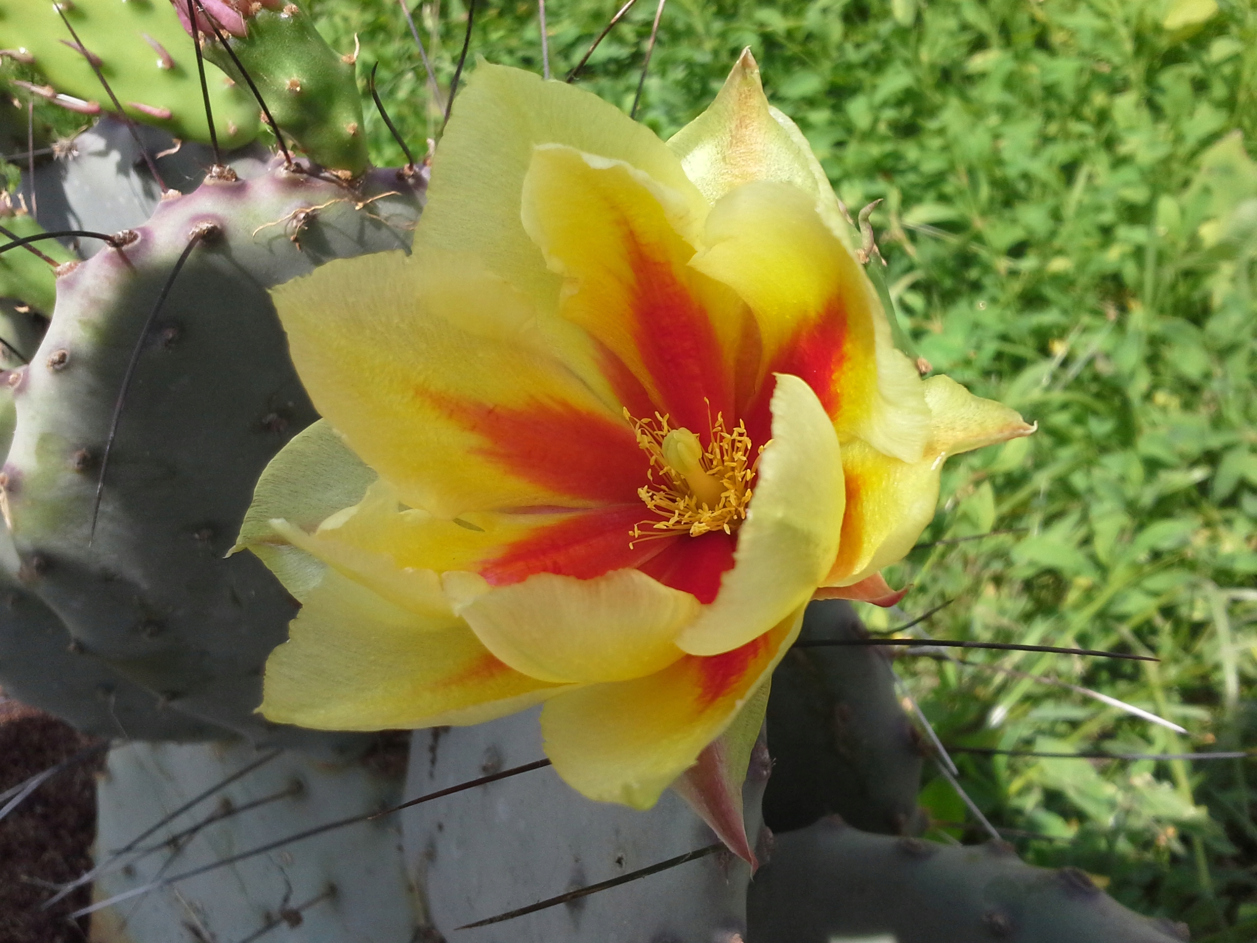 Опунция Макроцентра зимующая 1-побеговая рассада