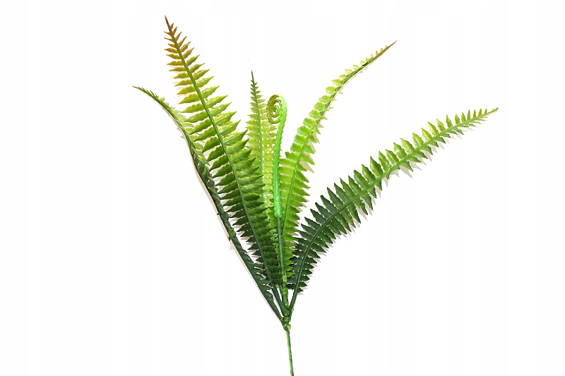 

Paprotka aranżacja terrarium Tropical Terra