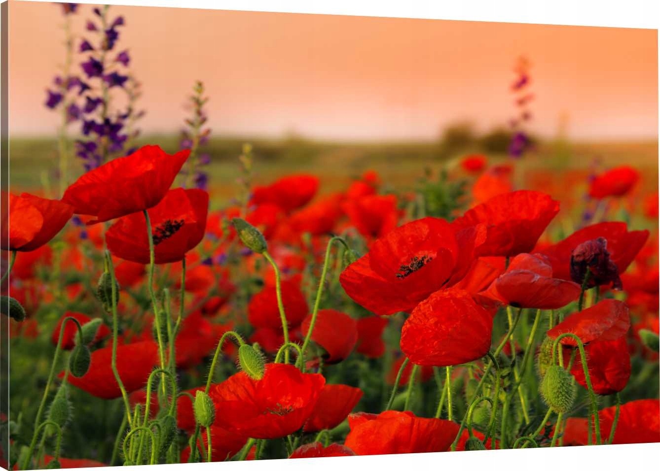 

Obraz Na Płótnie Maki Kwiaty 70x50 800 Wzorów