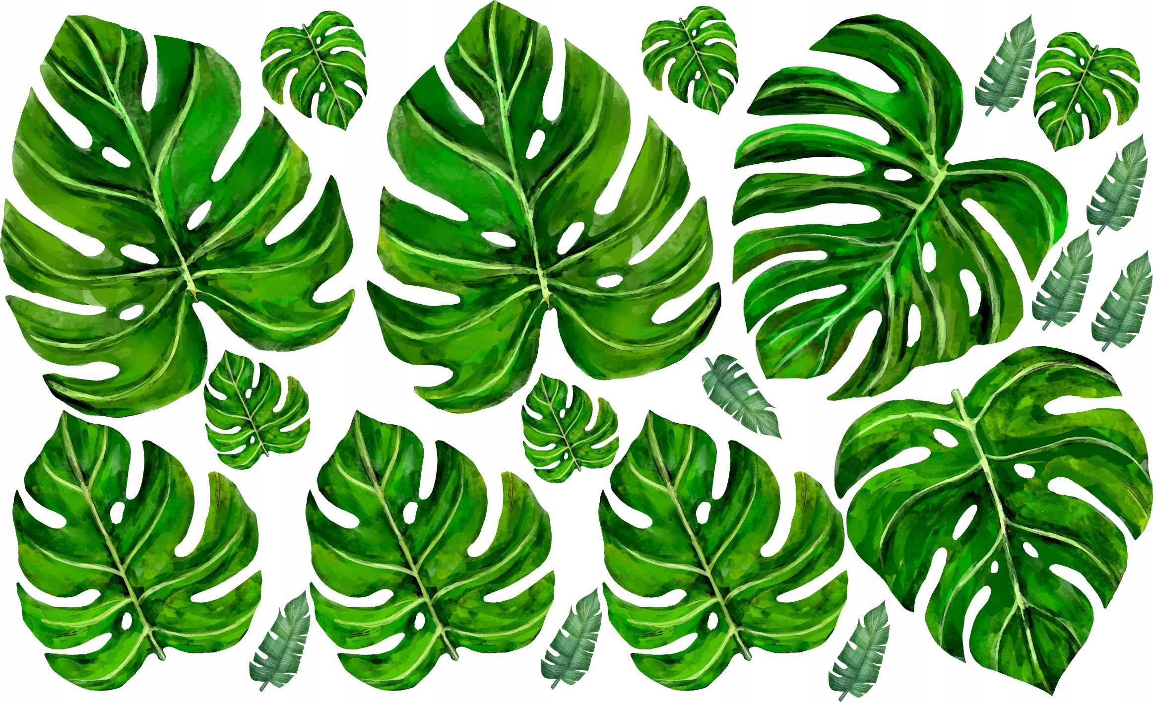

Naklejki naklejka Monstera Liście na ścianę Wybór