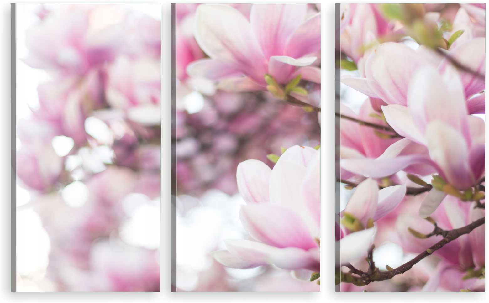

Tryptyk Obraz Na Ścianę Kwiaty Magnolii 980 Wzorów