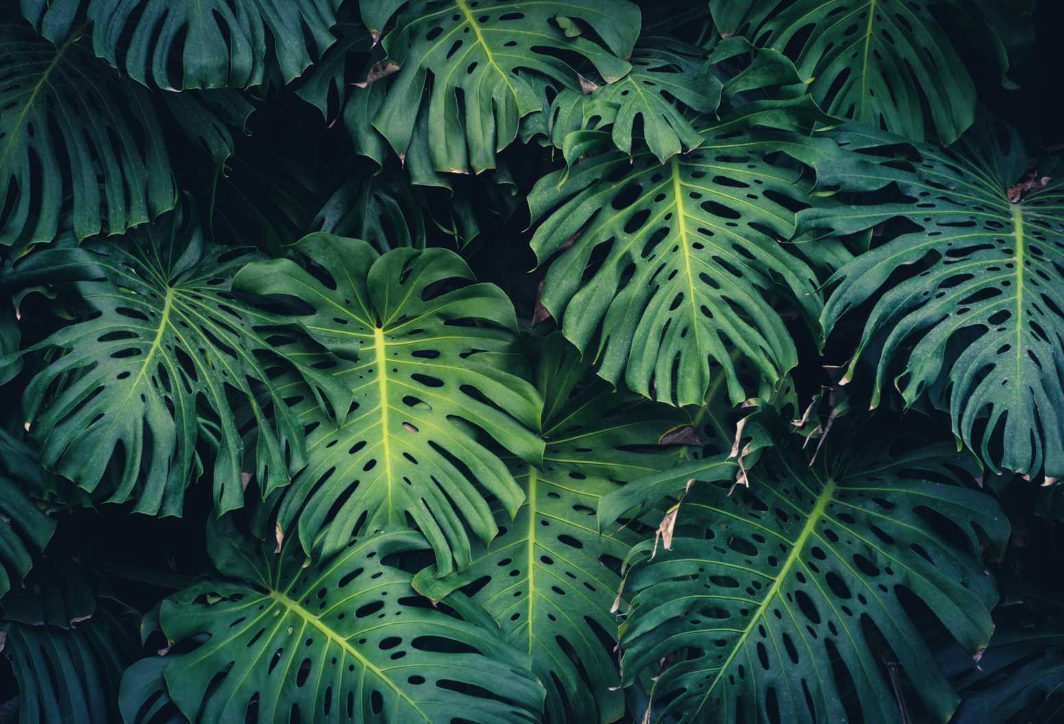 

Fototapety Monstera tropikal Kwiaty LIŚCIE420x280
