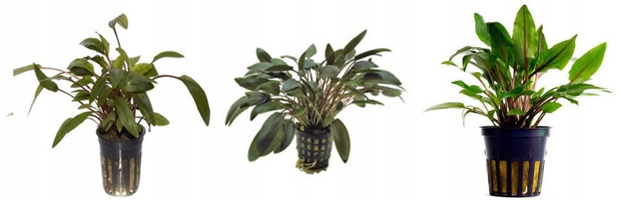 Cryptocoryne mix KOSZYK akwa_fan