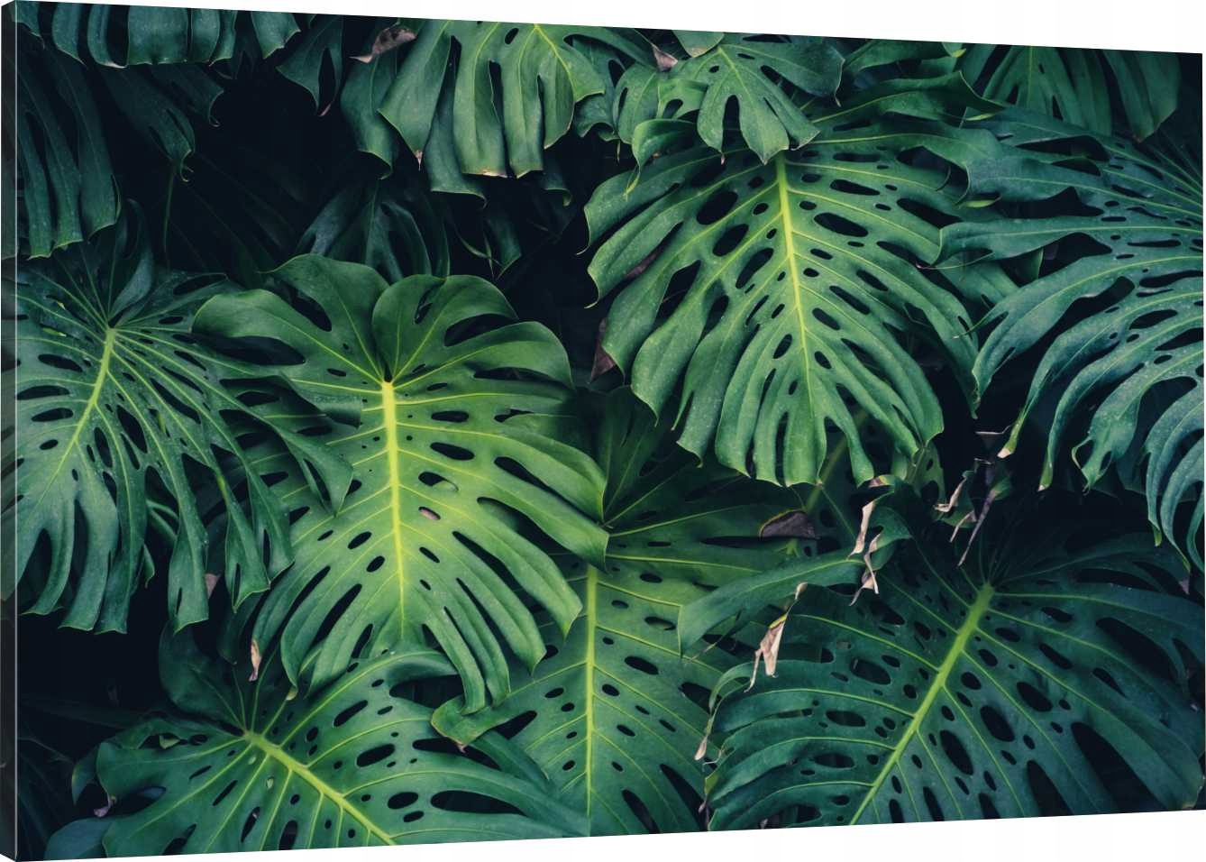 

Obraz Na Płótnie Liście Natura 100x70 980 Wzorów