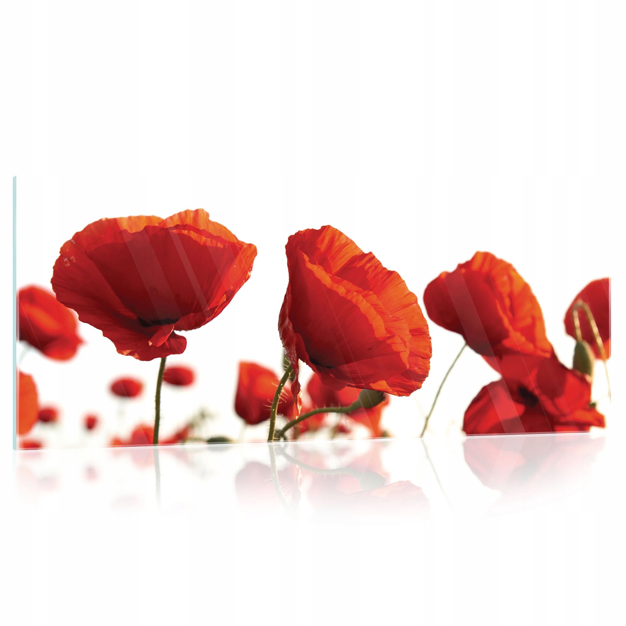Skleněný obraz Květiny červené máky 125x50