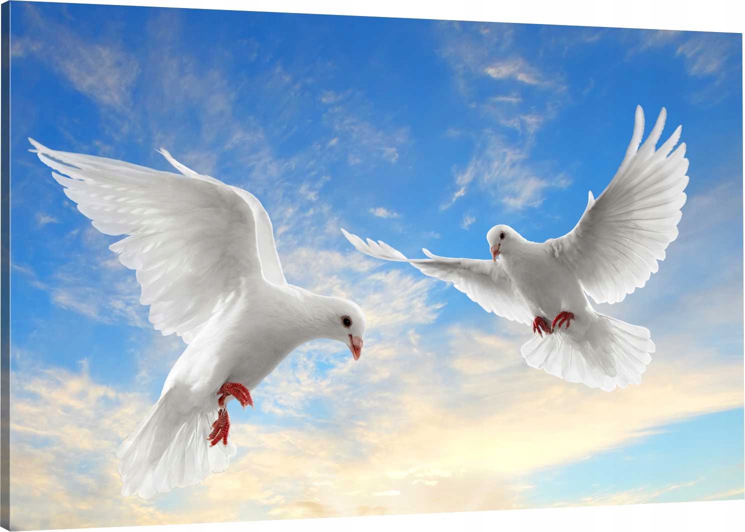 

Obraz Na Płótnie Do Salonu Gołębie Ptaki 110x70