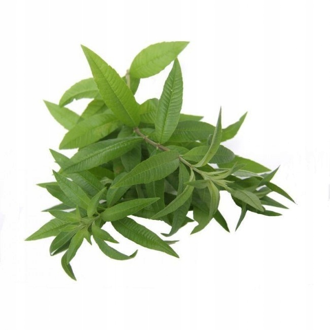 

Werbena Bio- 15g susz do waporyzacji