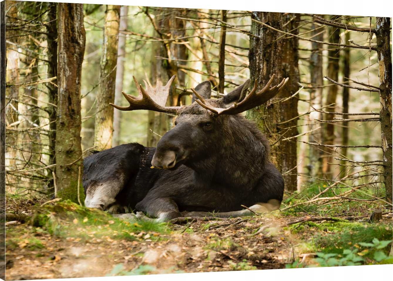 

Obraz Na Płótnie Łoś Las Natura 120x80 980 Wzorów