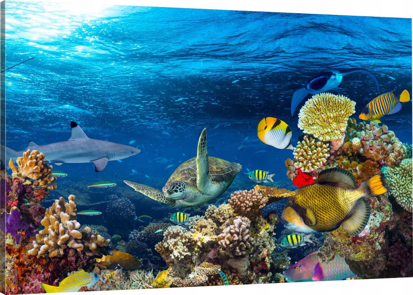 

Obraz Na Płótnie Rafa Koralowa 120x80 980 Wzorów