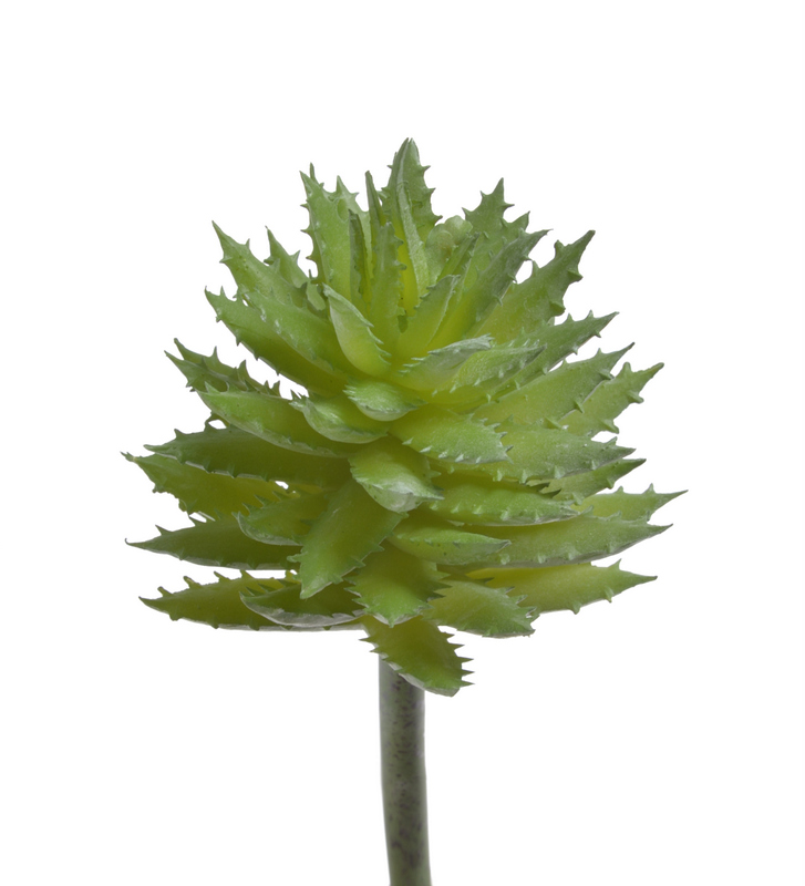 

Agawa górska do terrarium Tropical Terra