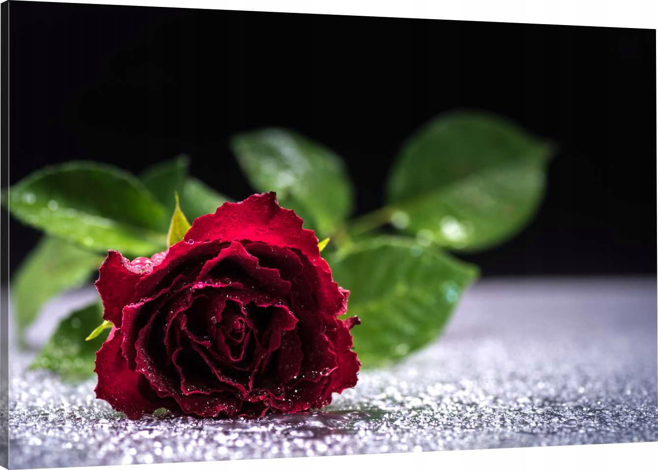 

Obraz Na Płótnie Do Salonu Czerwona Róża 90x60