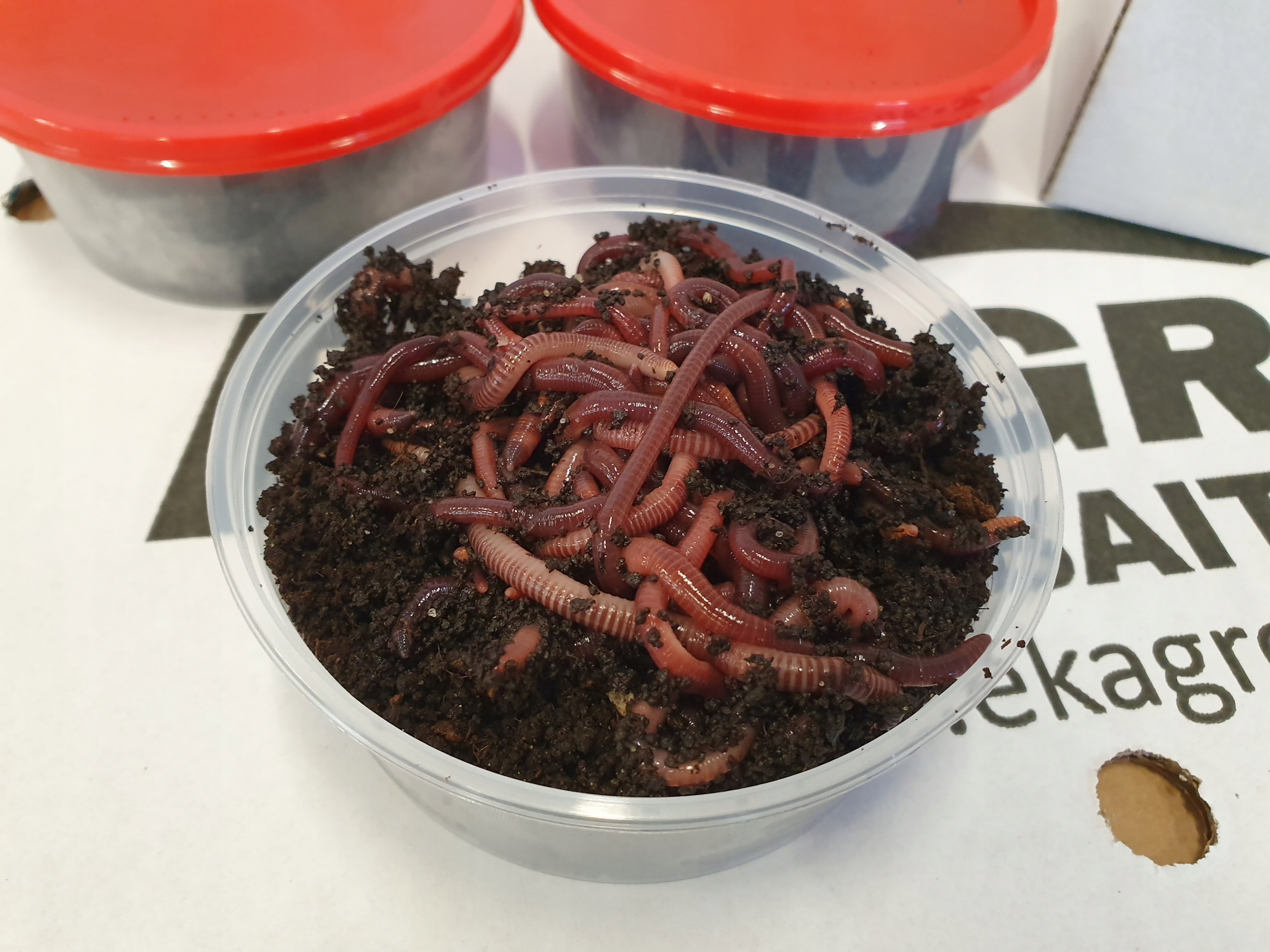 

200szt Kompostowe Dżdżownice Kalifornijskie