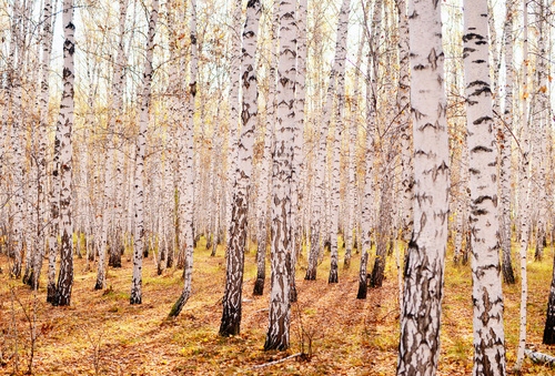 

Fototapeta 3D Las Drzewa Widok Przyroda 120 Wzorów