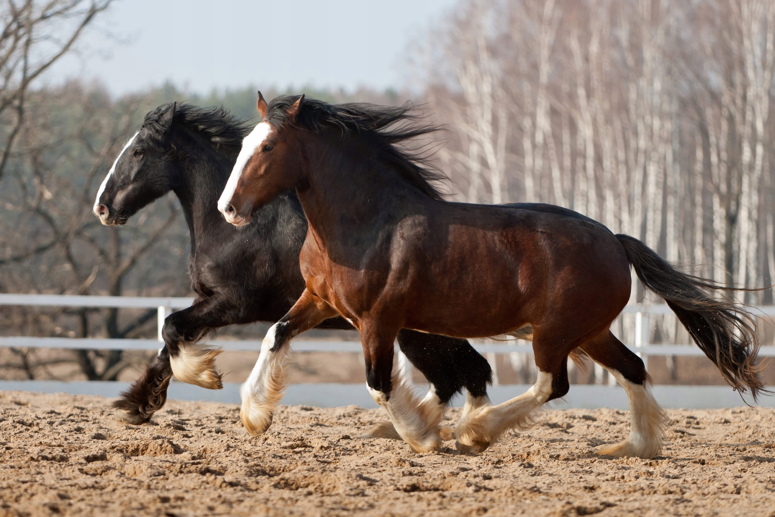 Olej Lniany dla koni NATURALNY Marka inna