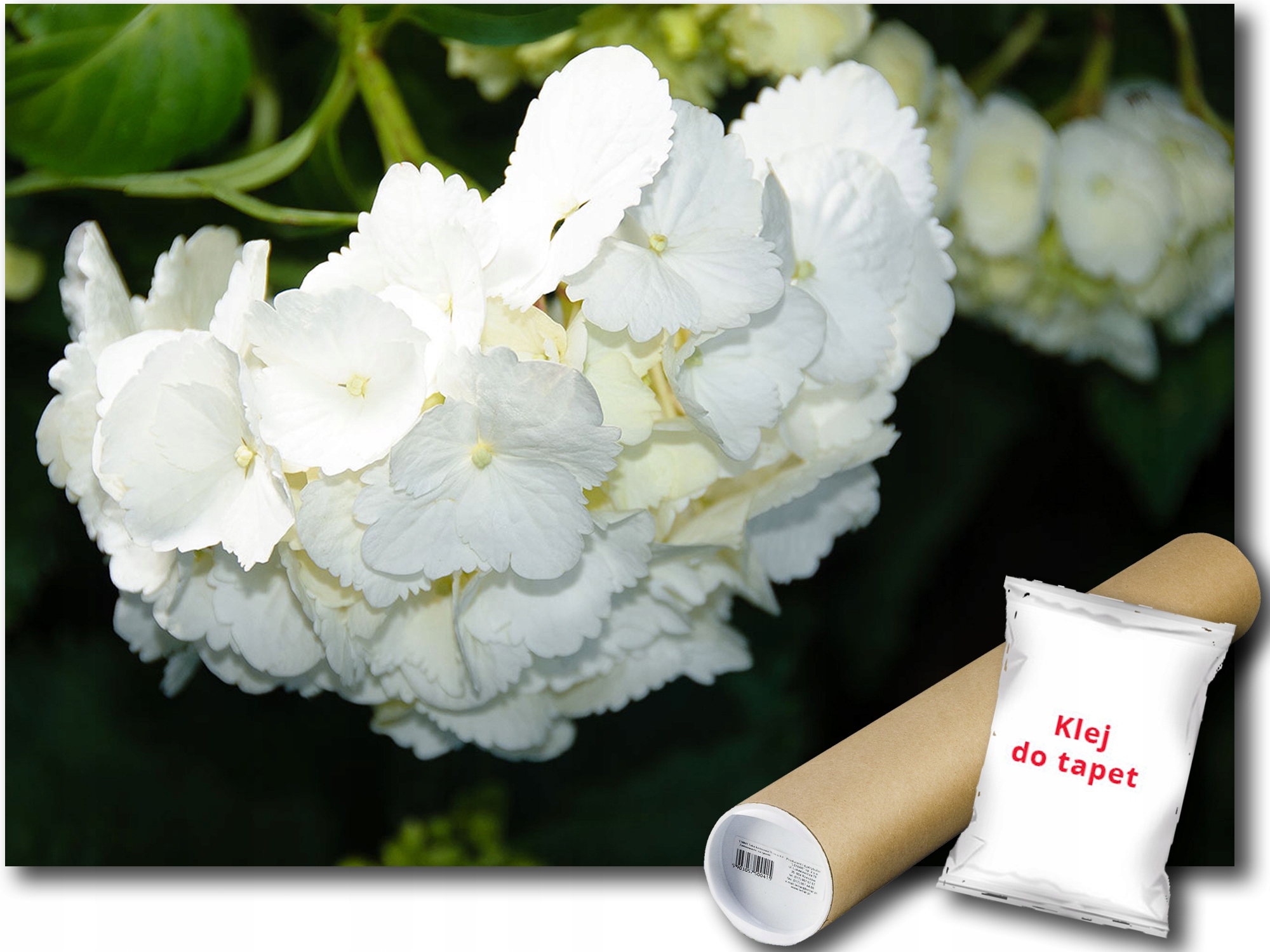 Fototapeta Biela Hortenzia 9E F3XL 416x254 F1564