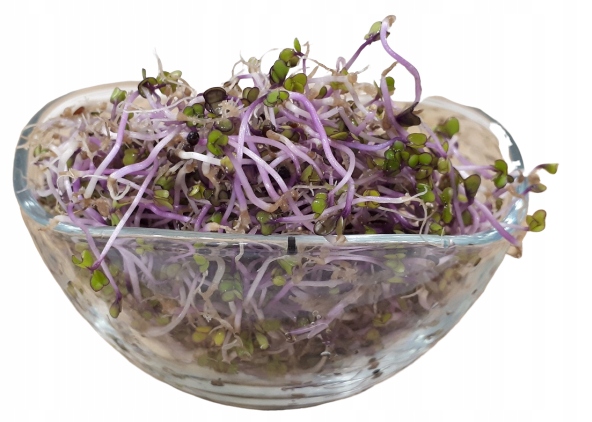 Kadeřávek Červený – semínka na klíčky 500 g