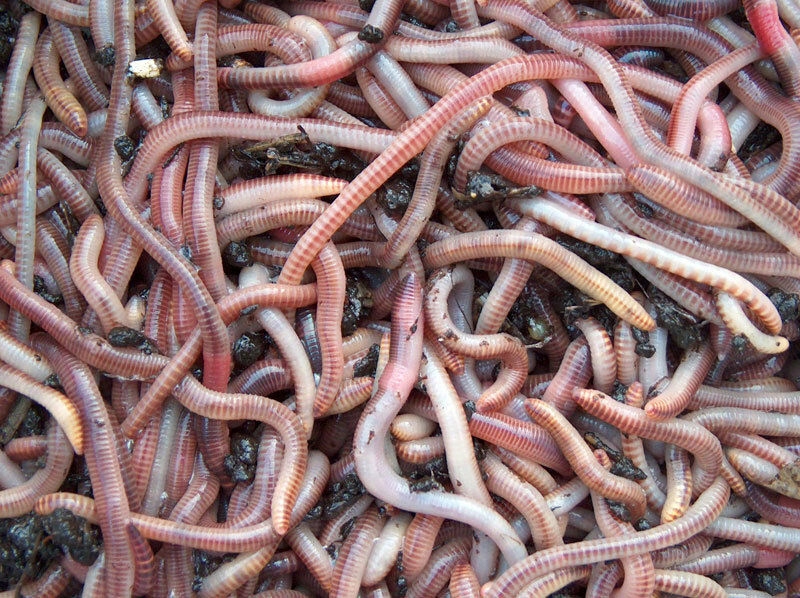 0,5 kg Dendrobena 500 gram DendroBOX + 3 GRATISY!! Model DB