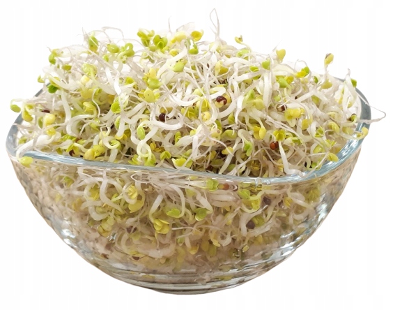 Kapusta Bruselská Brukselka – Semínka Na Klíčky 500 g