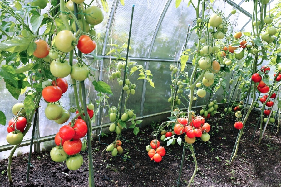 Płachta tunelowa folia pod wymiar Gardenvit UV10 Kolor inny