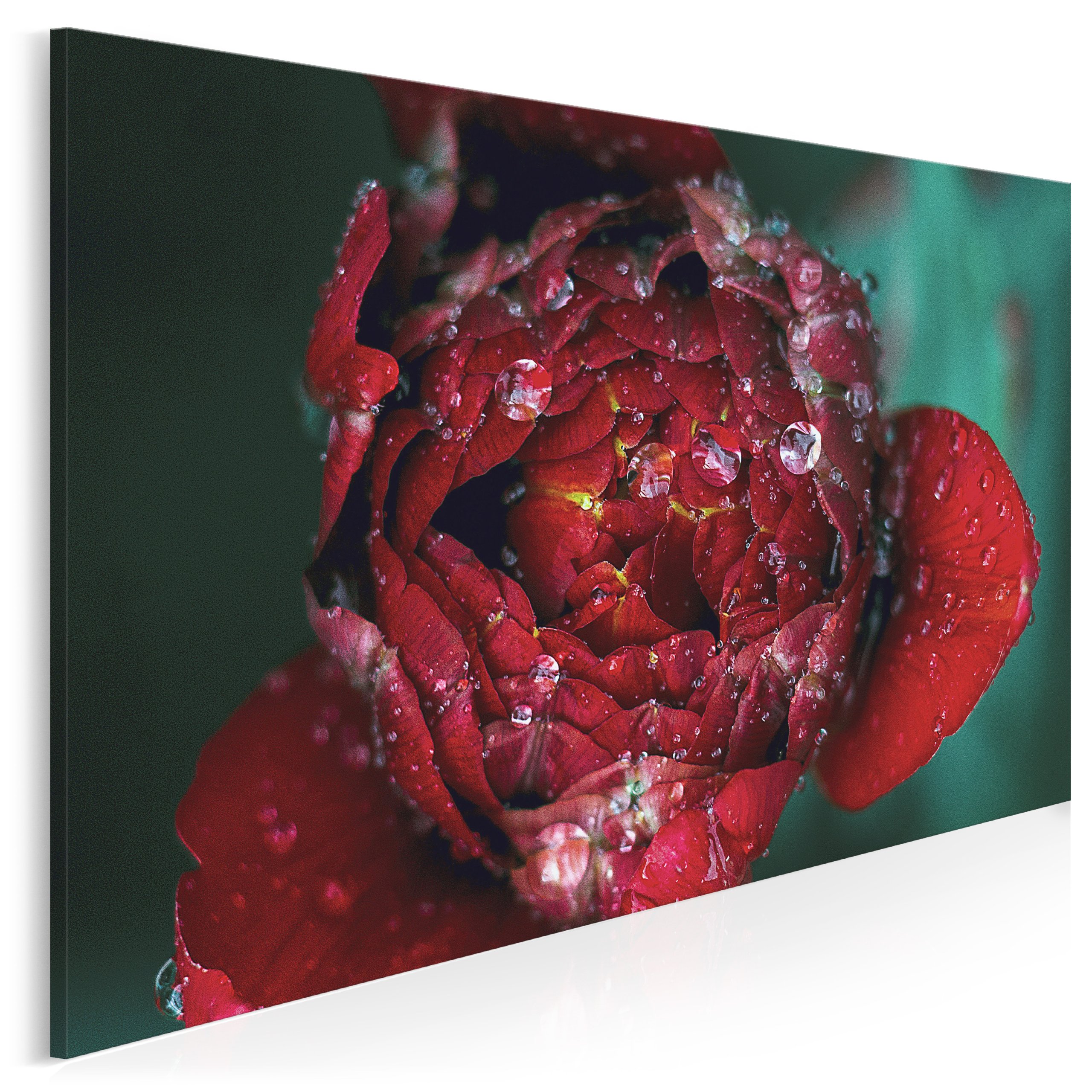 

902401 Fotografia na płótnie Róża Rosa Kwiat