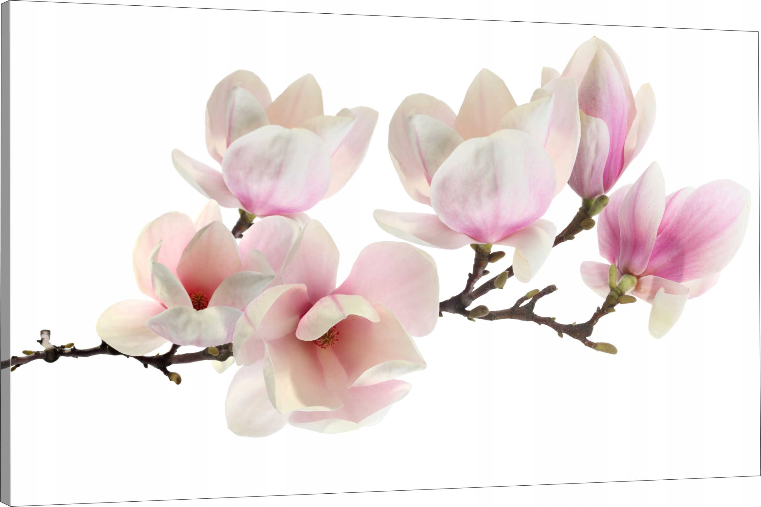 

Obraz Na Płótnie Kwiaty Magnolii 100x70 Wybór Wz