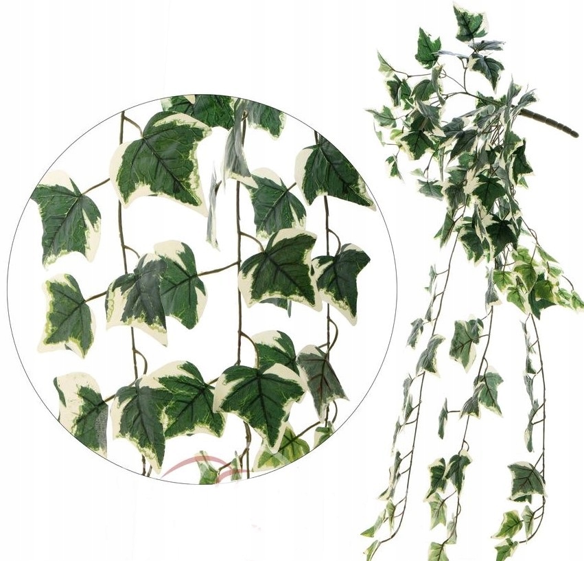 

Hedera zwis pnącze girlanda /B155