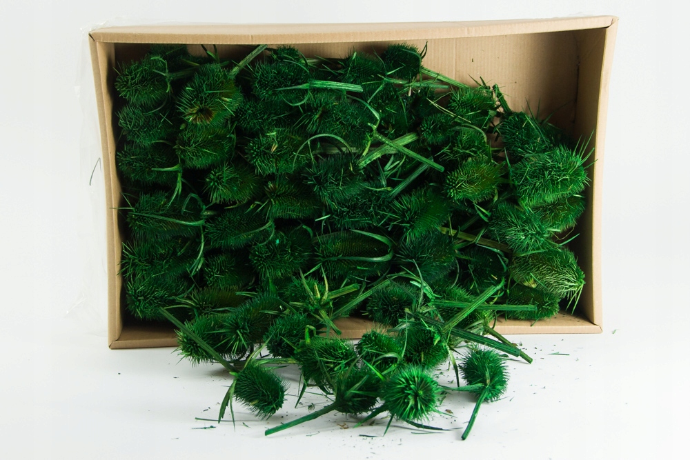 SUSZ KWIAT PIĘKNY OSET ZIELONY 100 SZT W OPAK.