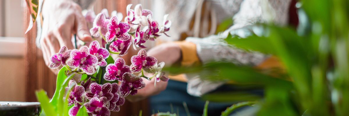 COMPO PODŁOŻE ZIEMIA DO STORCZYKÓW ORCHIDEI 2w1 Marka Compo