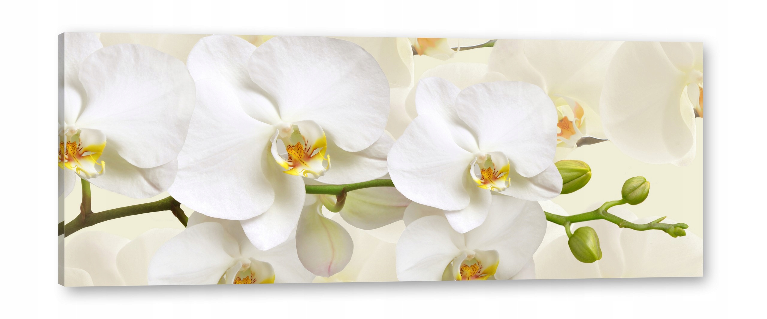 

Storczyki Obraz na płótnie 120x50 Obrazy na ścianę