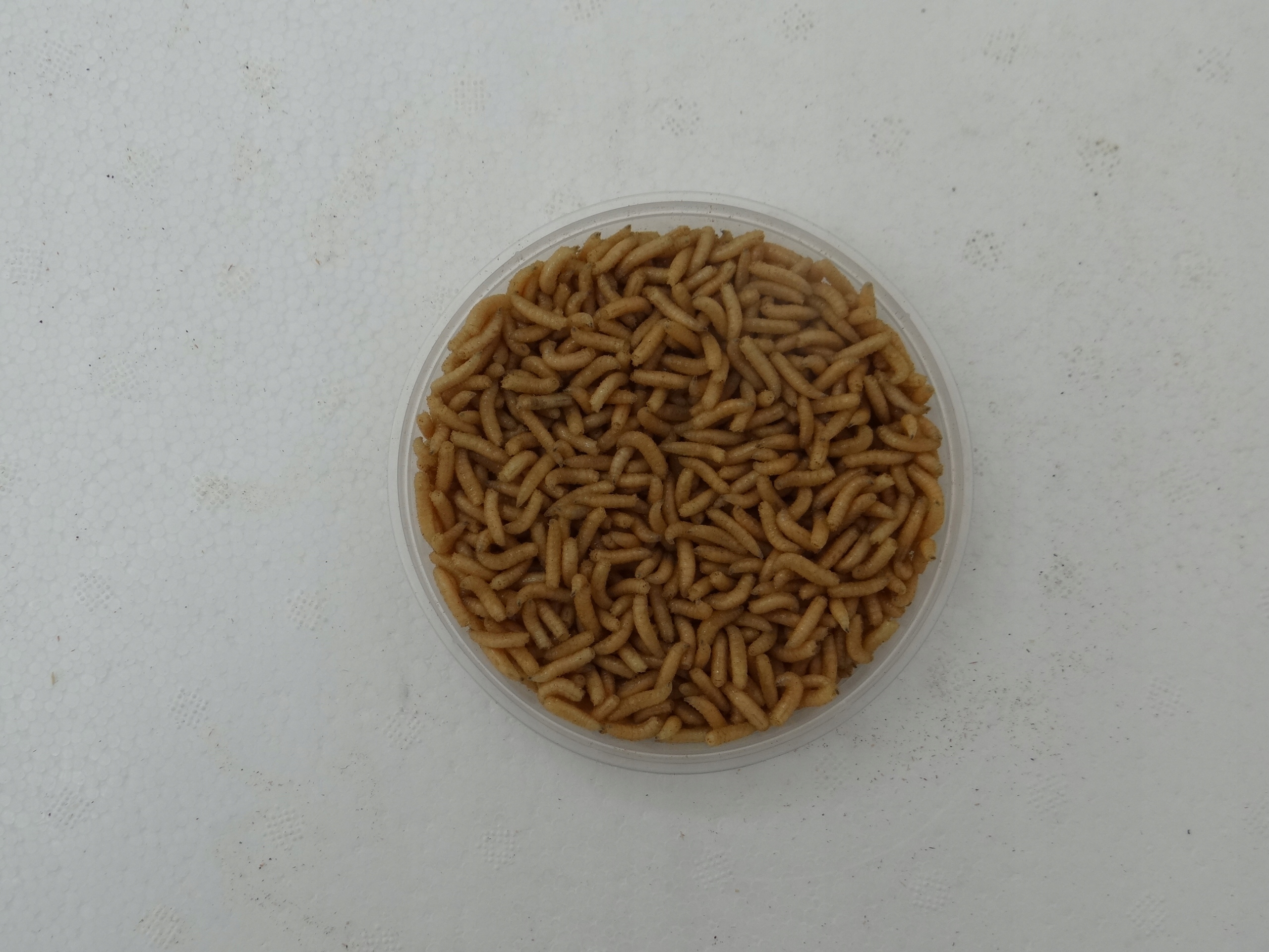 Robak pinka biała ok. 100ml opakowanie