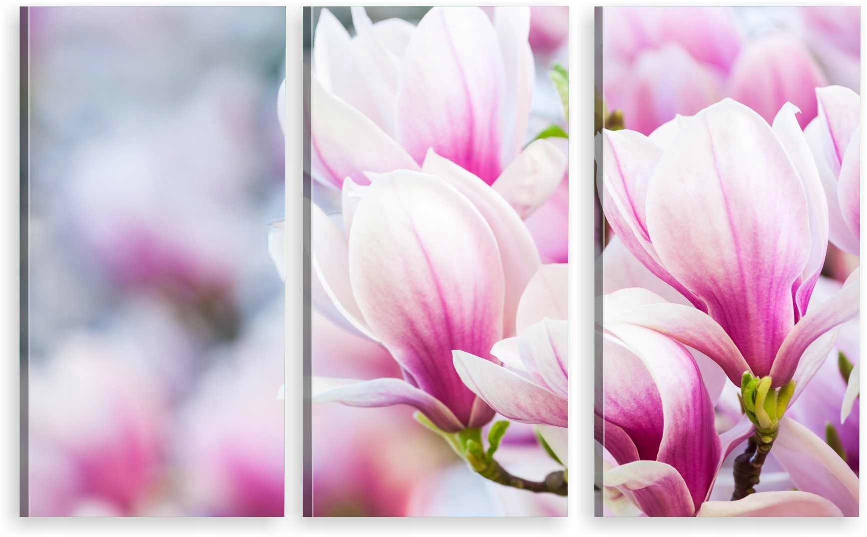 

Tryptyk Obraz Na Ścianę Do Salonu Magnolia Kwiaty